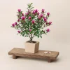 Ann Magnolia Live Plant, 2.5 Inch Pot, Fragrant Pink Flowers, Cold Hardy Shrub - Image 1
