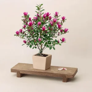 Ann Magnolia Live Plant, 2.5 Inch Pot, Fragrant Pink Flowers, Cold Hardy Shrub - Image 1