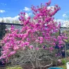 Ann Magnolia Tree Live Plant – Deep Purple-Red Flowers – 2.5" Pot – Outdoor Shrub - Image 1