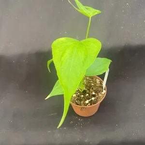 Anthurium pedato-radiatum Live Plant – The Fingers Anthurium – Rooted Plant – 3 inch Pot – Indoor Foliage - Image 2