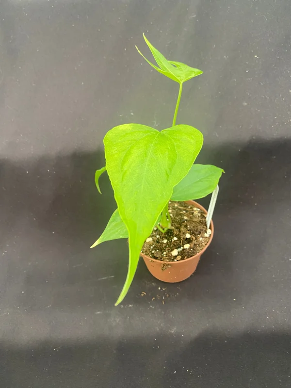 Anthurium pedato-radiatum Live Plant – The Fingers Anthurium – Rooted Plant – 3 inch Pot – Indoor Foliage - Image 2