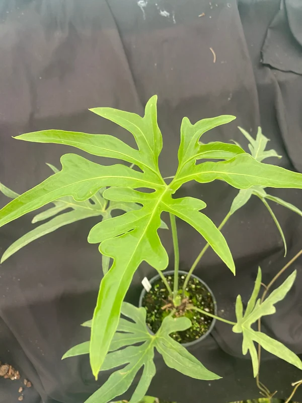 Anthurium pedato-radiatum Live Plant – The Fingers Anthurium – Rooted Plant – 3 inch Pot – Indoor Foliage - Image 1