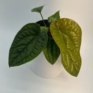 Anthurium Radicans x Luxurians Live Plant – 6 inch Pot – Tropical Indoor - Image 2