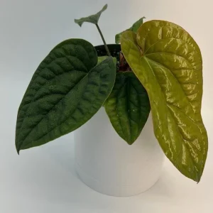 Anthurium Radicans x Luxurians Live Plant – 6 inch Pot – Tropical Indoor - Image 3
