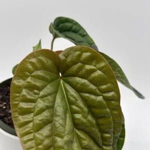 Anthurium Radicans x Luxurians Live Plant – 6 inch Pot – Tropical Indoor - Image 4