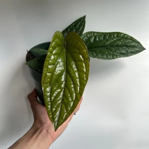 Anthurium Radicans x Luxurians Live Plant – 6 inch Pot – Tropical Indoor - Image 5