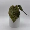 Anthurium Radicans x Luxurians Live Plant – 6 inch Pot – Tropical Indoor - Image 1