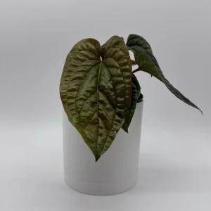 Anthurium Radicans x Luxurians Live Plant – 6 inch Pot – Tropical Indoor - Image 1
