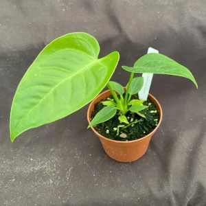Anthurium Veitchii 'The King' Live Plant, 3 Inch Pot, Indoor - Image 2
