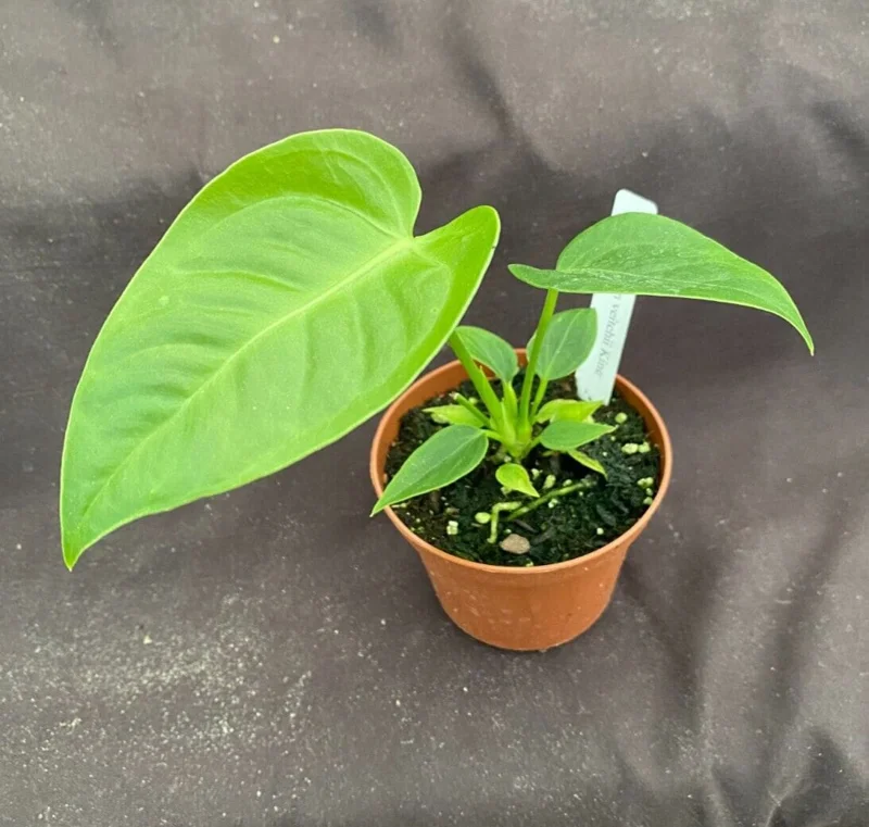 Anthurium Veitchii 'The King' Live Plant, 3 Inch Pot, Indoor - Image 2