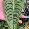 Anthurium Veitchii 'The King' Live Plant, 3 Inch Pot, Indoor - Image 1
