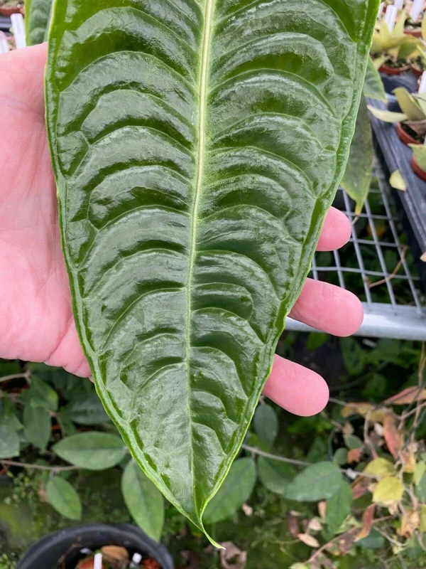 Anthurium Veitchii 'The King' Live Plant, 3 Inch Pot, Indoor - Image 1