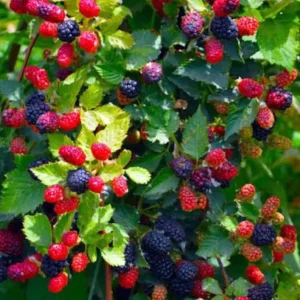 Apache Blackberry Live Plant – Thornless, High Yield – 1 Starter Plant – Outdoor Bush - Image 2