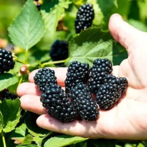 Apache Blackberry Live Plant – Thornless, High Yield – 1 Starter Plant – Outdoor Bush - Image 3