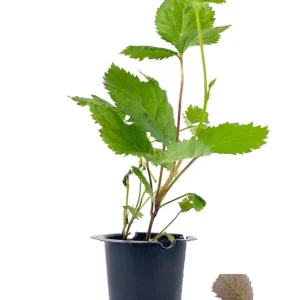 Apache Blackberry Live Plant – Thornless, High Yield – 1 Starter Plant – Outdoor Bush - Image 4