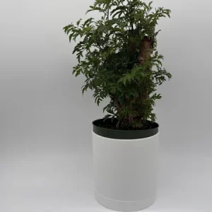 Aralia Ming Stump Plant 6" Pot – Pre-Bonsai Indoor Houseplant - Image 2
