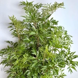 Aralia Ming Stump Plant 6