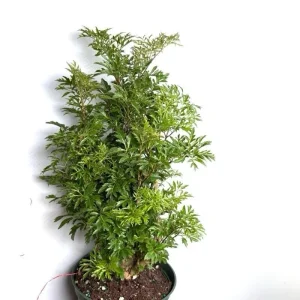 Aralia Ming Stump Plant 6