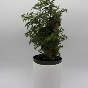 Aralia Ming Stump Plant 6
