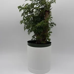 Aralia Ming Stump Plant 6