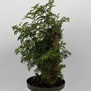 Aralia Ming Stump Plant 6