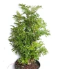 Aralia Ming Stump Plant 6" Pot – Pre-Bonsai Indoor Houseplant - Image 1