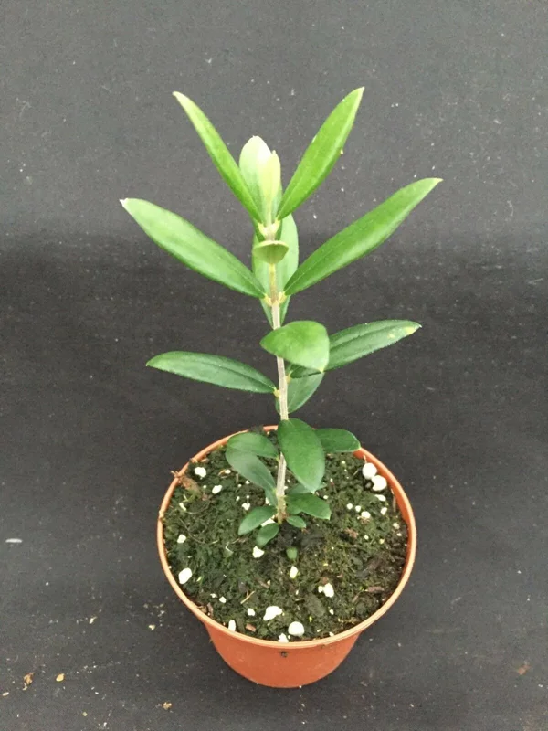 Arbequina Olive Tree Live Plant – Rooted in 3 inch Pot – Indoor/Outdoor - Image 1