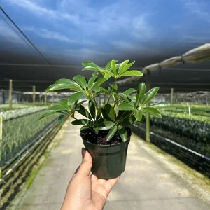 Arboricola Mini Dwarf Umbrella Tree Live Plant – 4 inch Pot – Indoor & Outdoor - Image 2