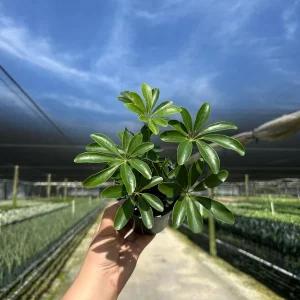 Arboricola Mini Dwarf Umbrella Tree Live Plant – 4 inch Pot – Indoor & Outdoor - Image 3