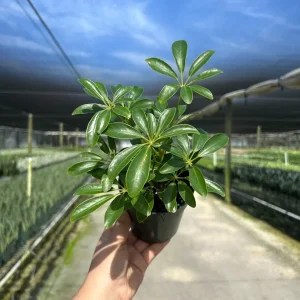 Arboricola Mini Dwarf Umbrella Tree Live Plant – 4 inch Pot – Indoor & Outdoor - Image 4