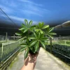 Arboricola Mini Dwarf Umbrella Tree Live Plant – 4 inch Pot – Indoor & Outdoor - Image 1