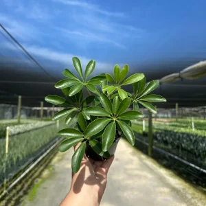 Arboricola Mini Dwarf Umbrella Tree Live Plant – 4 inch Pot – Indoor & Outdoor - Image 1