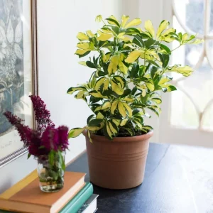 Arboricola Trinnette Variegated Live Plant - 1 Healthy Starter Plant - Indoor Air Purifying Umbrella Tree - Image 2