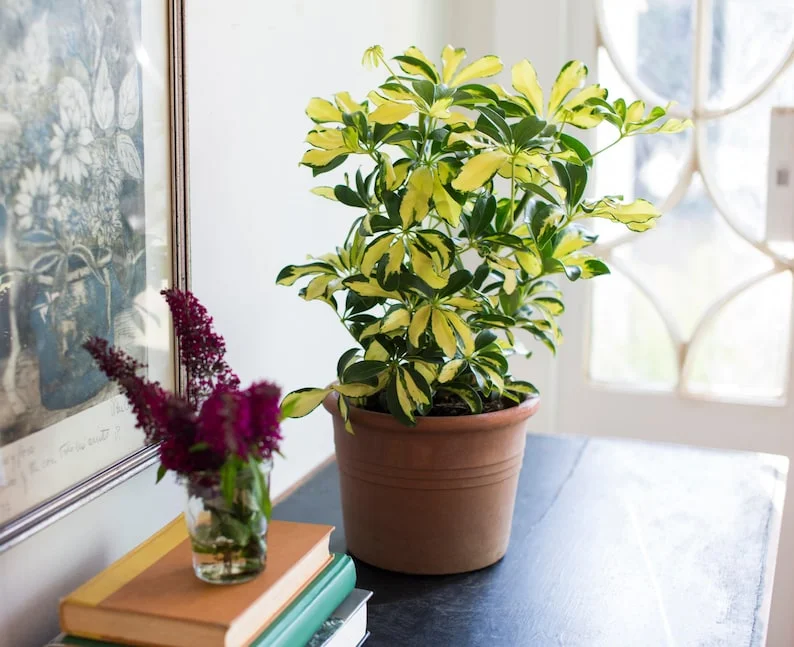 Arboricola Trinnette Variegated Live Plant - 1 Healthy Starter Plant - Indoor Air Purifying Umbrella Tree - Image 2