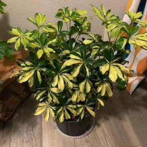Arboricola Trinnette Variegated Live Plant - 1 Healthy Starter Plant - Indoor Air Purifying Umbrella Tree - Image 3