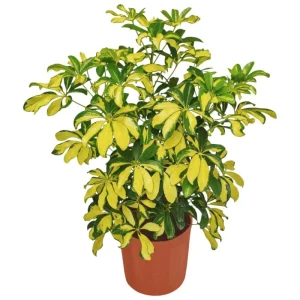 Arboricola Trinnette Variegated Live Plant - 1 Healthy Starter Plant - Indoor Air Purifying Umbrella Tree - Image 1