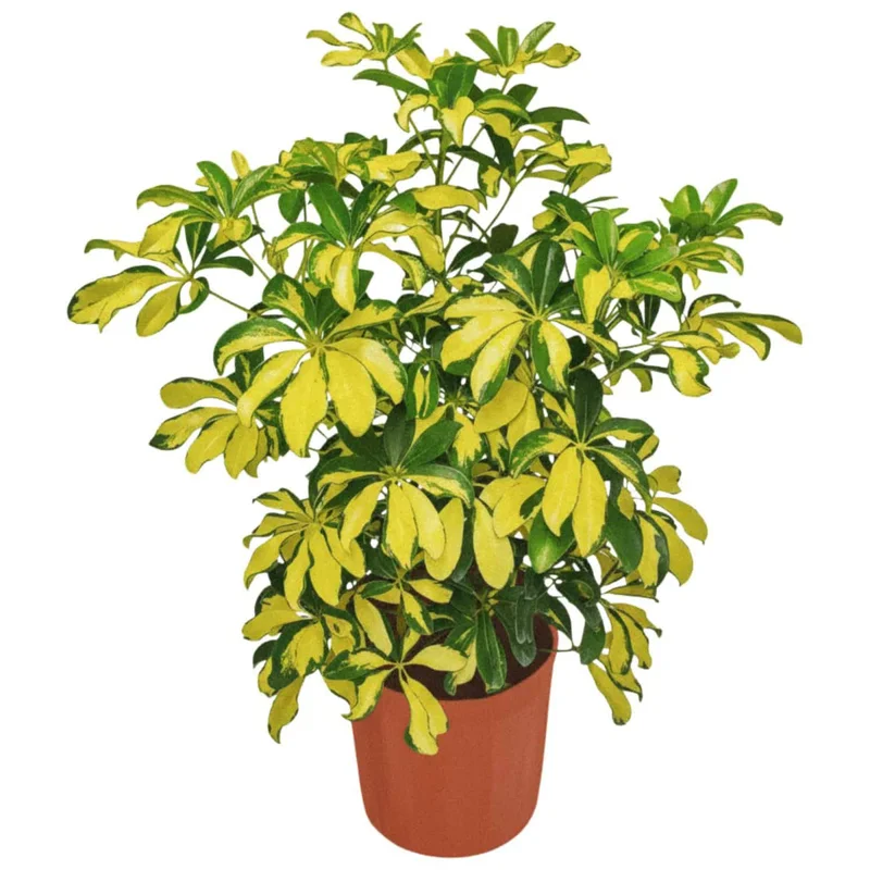 Arboricola Trinnette Variegated Live Plant - 1 Healthy Starter Plant - Indoor Air Purifying Umbrella Tree - Image 1