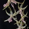 Arthurara Sea Snake 'Unforgettable' Oncidium Type Orchid Live Plant - Image 1