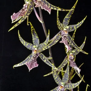 Arthurara Sea Snake 'Unforgettable' Oncidium Type Orchid Live Plant - Image 1