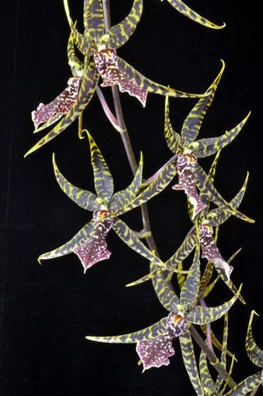 Arthurara Sea Snake 'Unforgettable' Oncidium Type Orchid Live Plant - Image 1