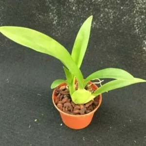 Arthurara Sea Snake 'Unforgettable' Oncidium Type Orchid Live Plant - Image 2