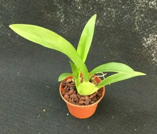 Arthurara Sea Snake 'Unforgettable' Oncidium Type Orchid Live Plant - Image 2