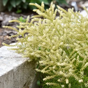 Aruncus Fairy Hair Goats Beard Live Plant – 5.25