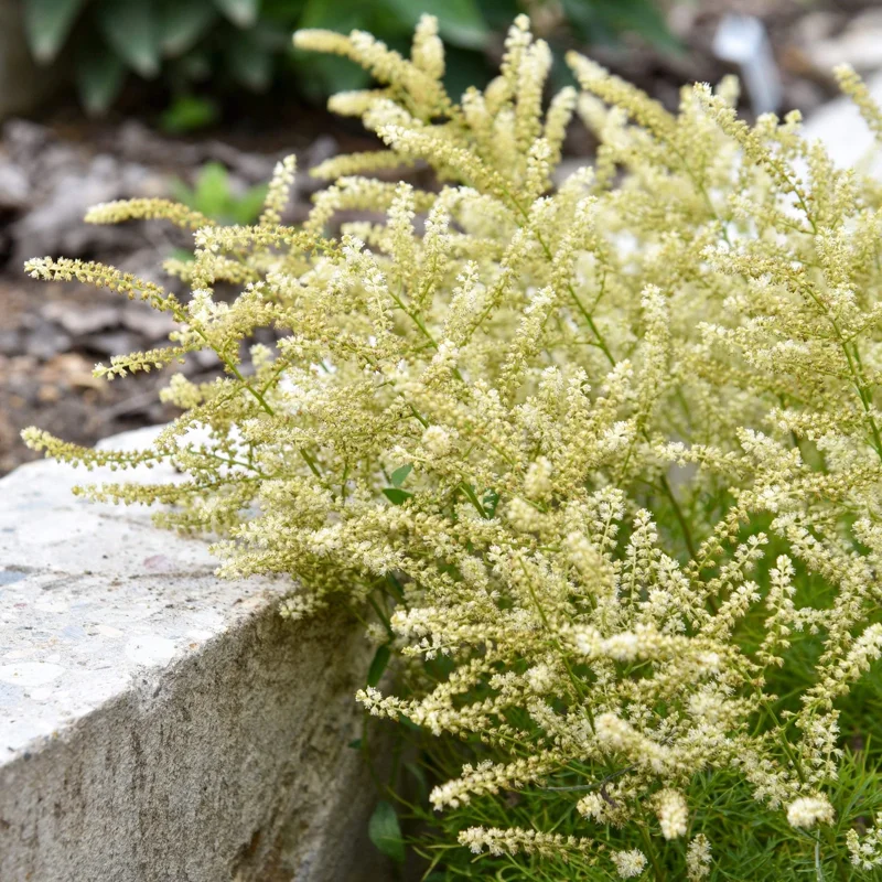 Aruncus Fairy Hair Goats Beard Live Plant – 5.25" Pot – Perennial Shade Plant - Image 2