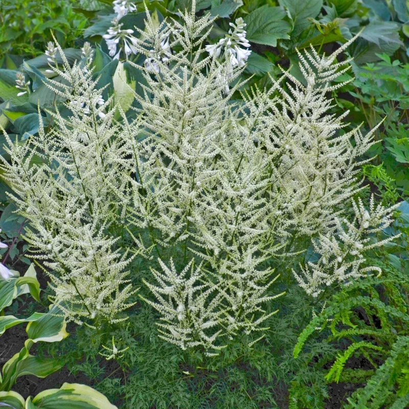 Aruncus Fairy Hair Goats Beard Live Plant – 5.25" Pot – Perennial Shade Plant - Image 3