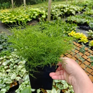 Aruncus Fairy Hair Goats Beard Live Plant – 5.25