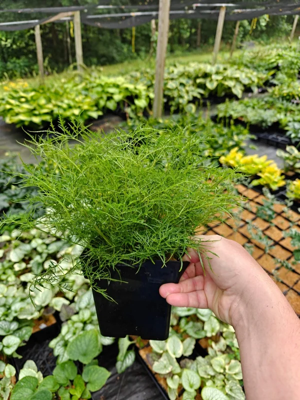 Aruncus Fairy Hair Goats Beard Live Plant – 5.25" Pot – Perennial Shade Plant - Image 4