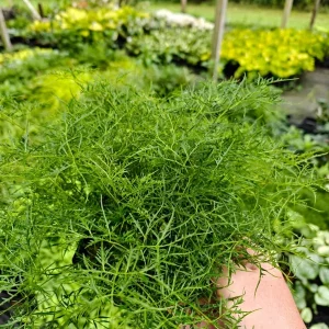 Aruncus Fairy Hair Goats Beard Live Plant – 5.25