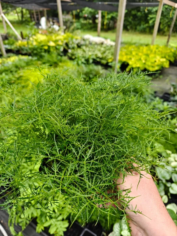 Aruncus Fairy Hair Goats Beard Live Plant – 5.25" Pot – Perennial Shade Plant - Image 5