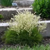 Aruncus Fairy Hair Goats Beard Live Plant – 5.25" Pot – Perennial Shade Plant - Image 1